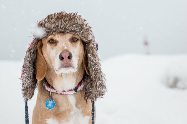 Cute dog sitting in a hat in winter