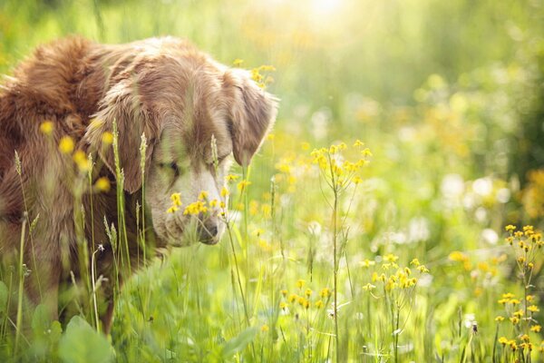 A dog walks in a field of flowers