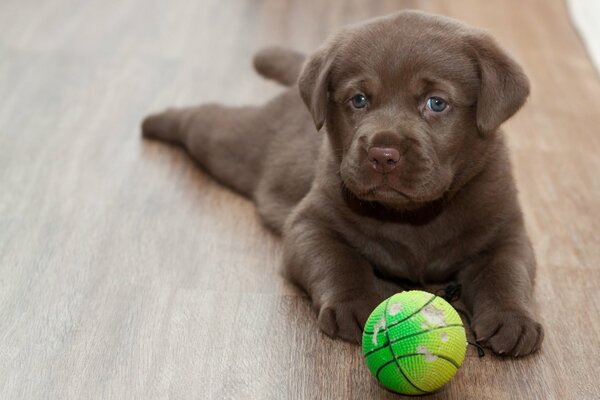 A labrador puppy with a ball