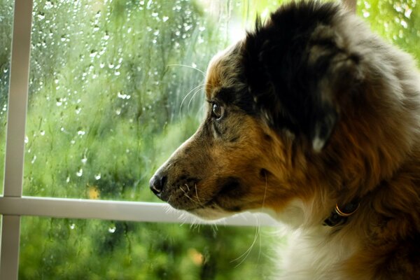 A dog in the rain is waiting for a friend at the window