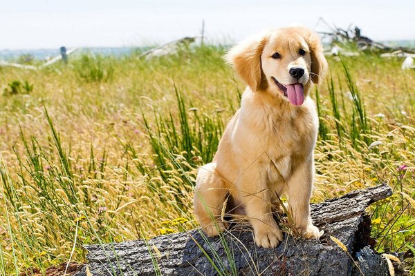 Mignon petit chien chatte