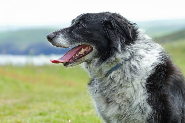 Cane con la lingua fuori sul campo