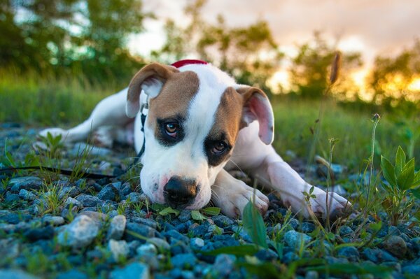 Le chiot courait courait fatigué et allongé