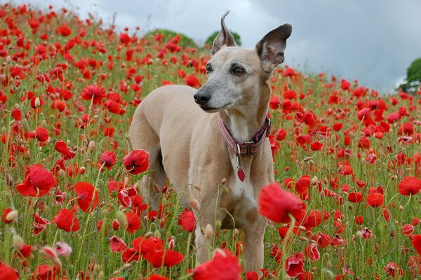 A dog stands in a poppy field