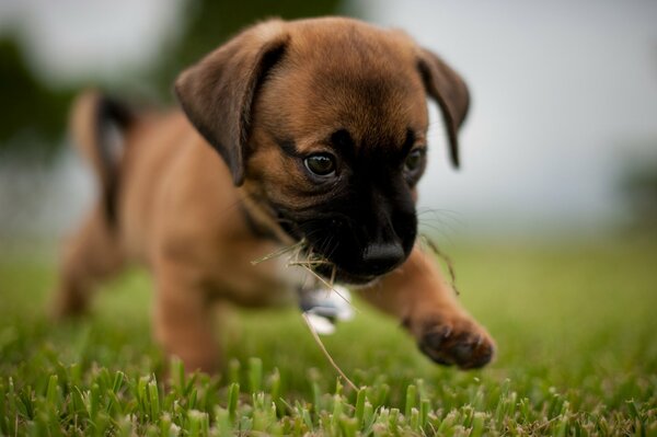 Cachorro corriendo por la hierba en un paseo