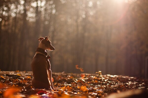 Perro largo sentado en el bosque de otoño