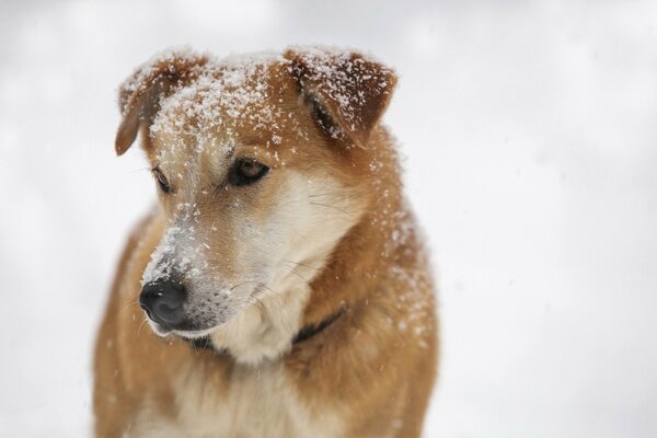 Chien roux dans la neige