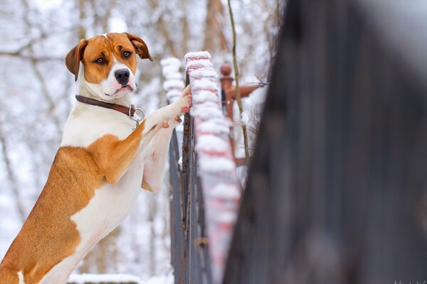 Funny look of a dog standing on a fence