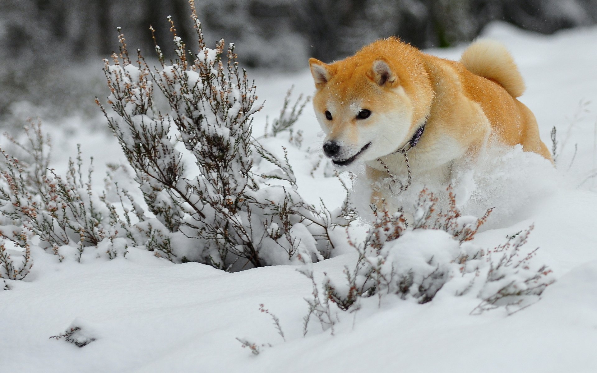 dog winter snow