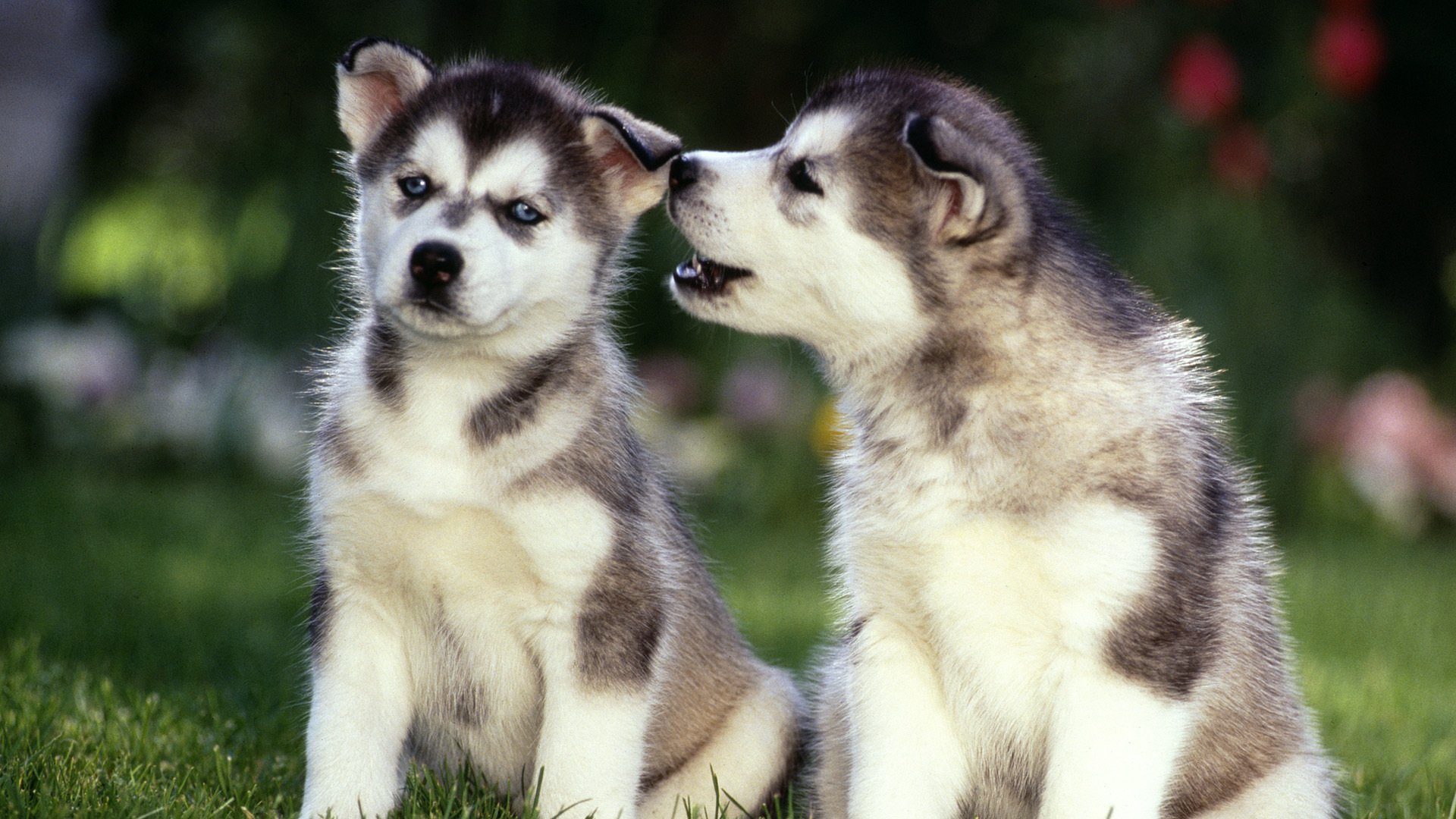 chiens chiots herbe yeux nez oreilles pattes
