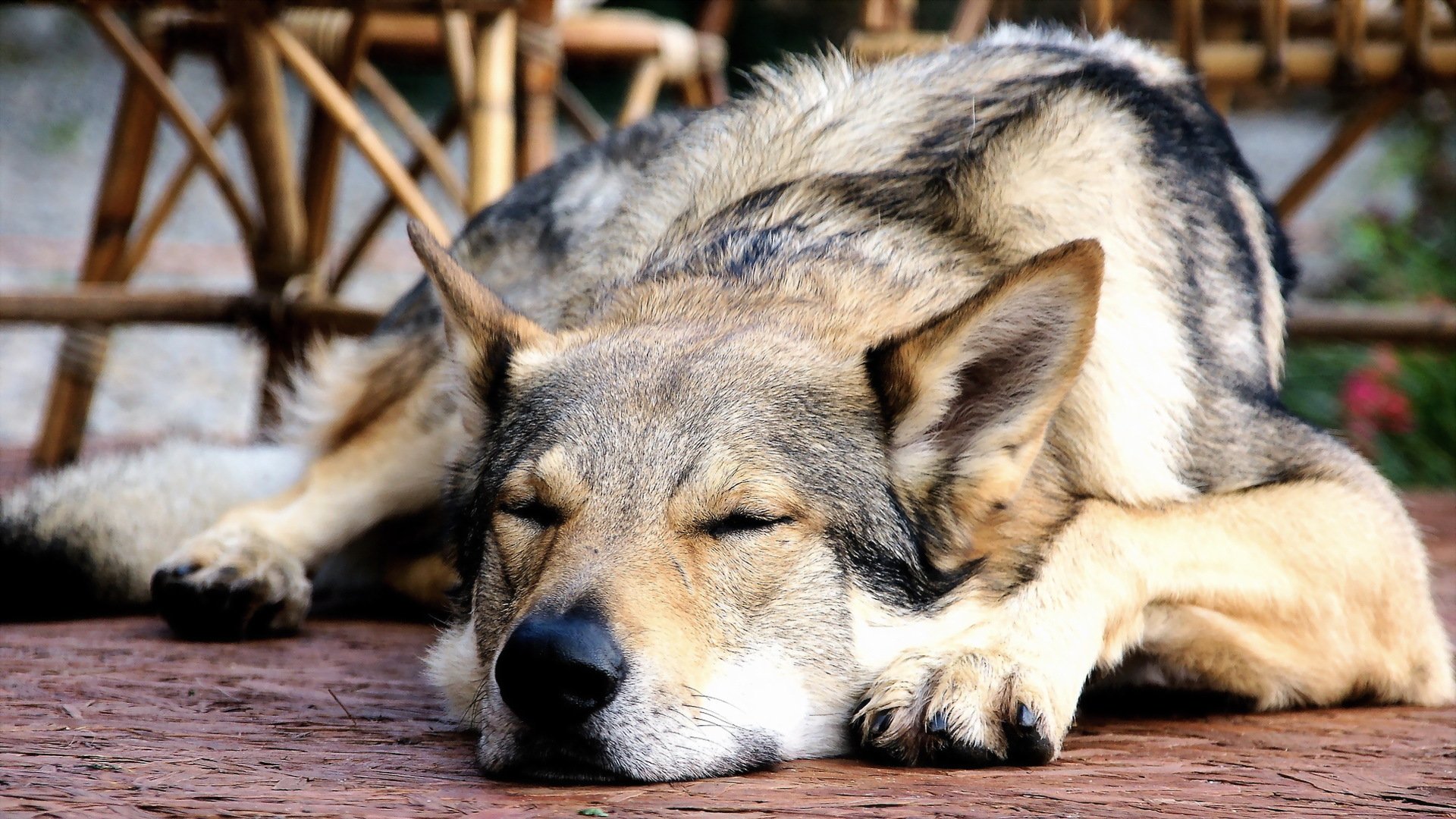 hund freund hintergrund