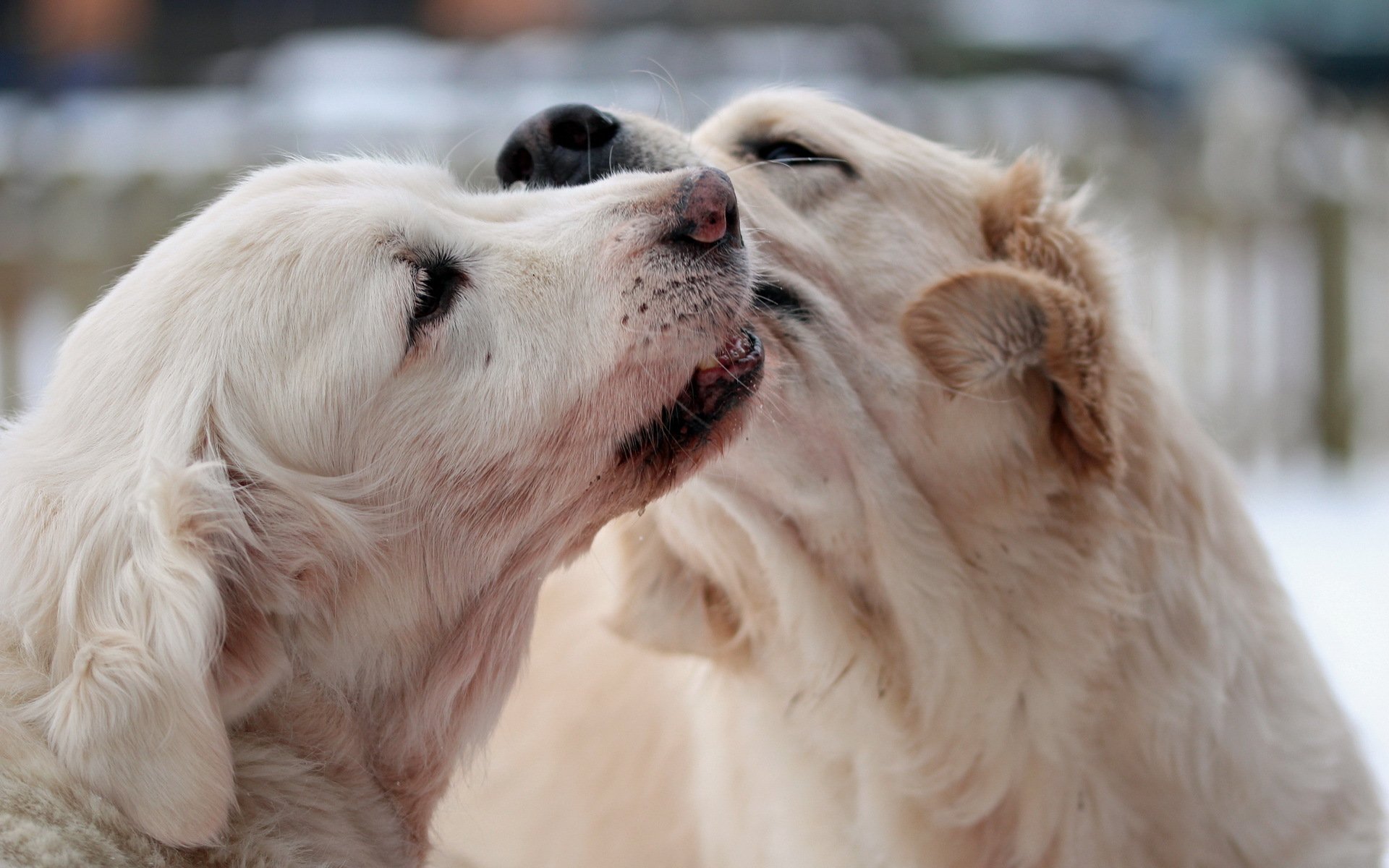 perros macro fondo