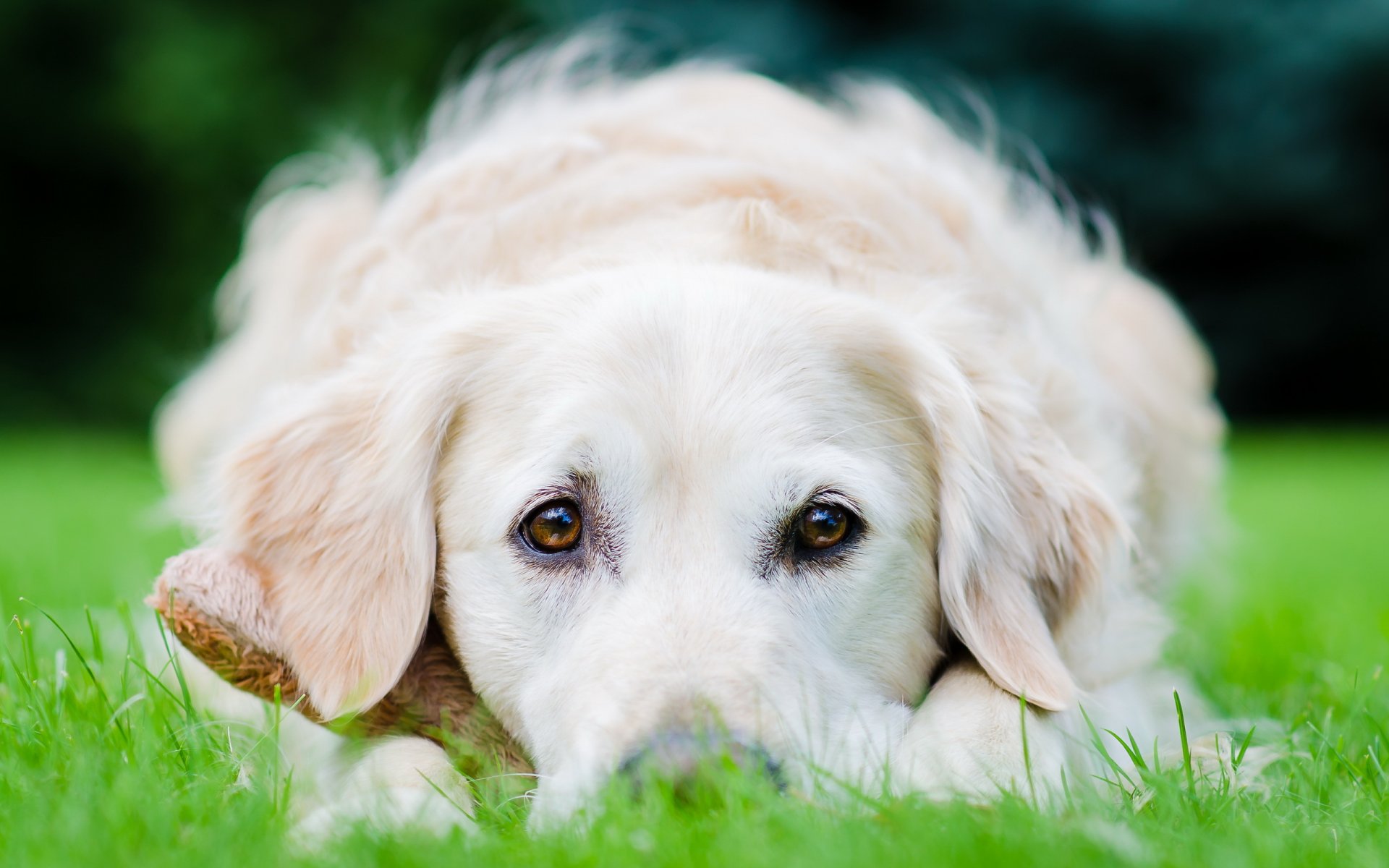 hund feld hintergrund