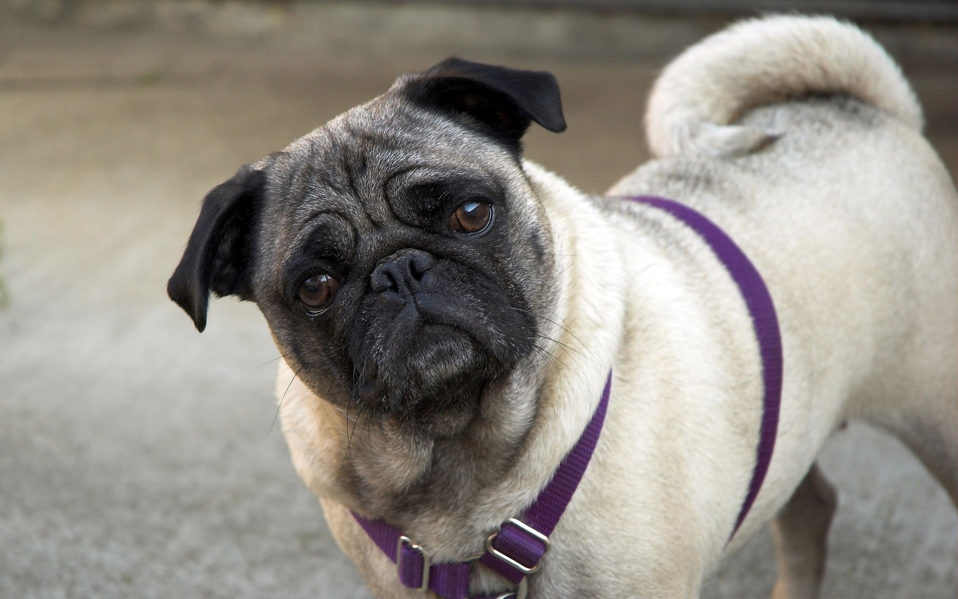 mops hund hund