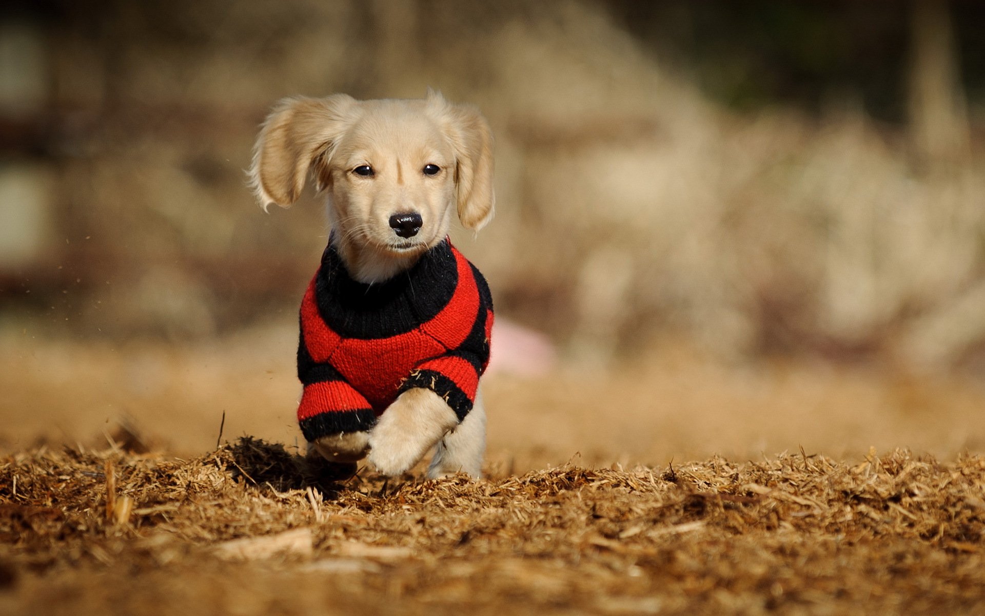 hund spaziergang hintergrund