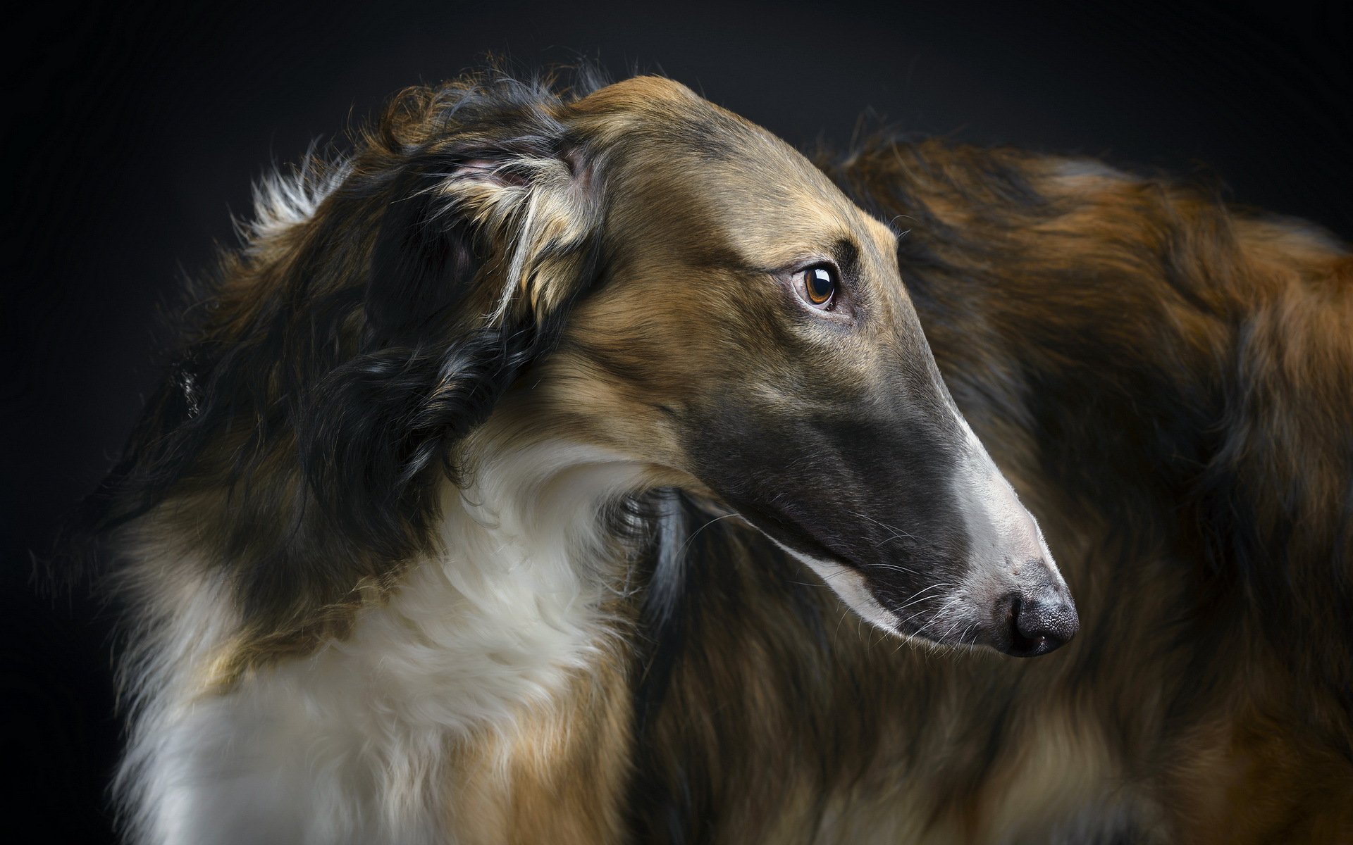 greyhound beauté ami