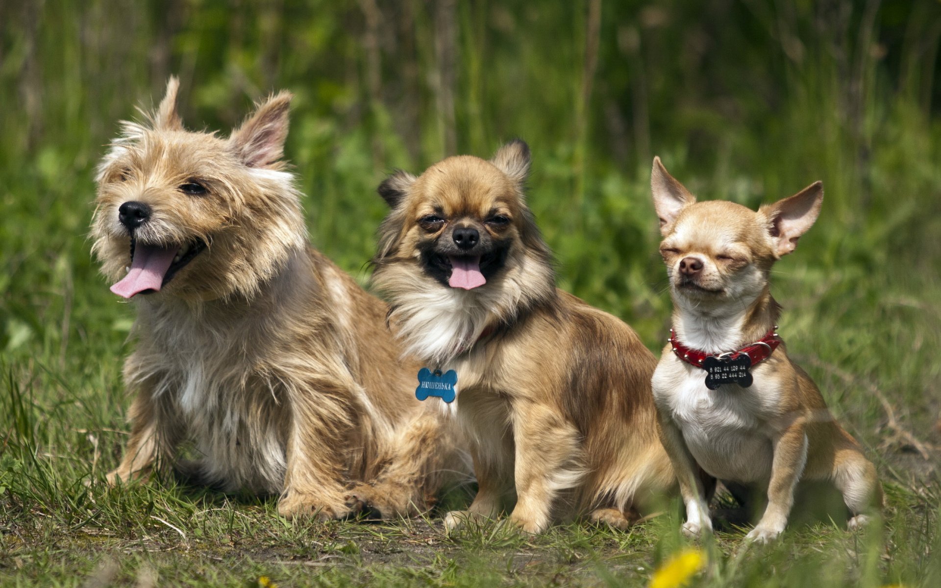cani amici natura