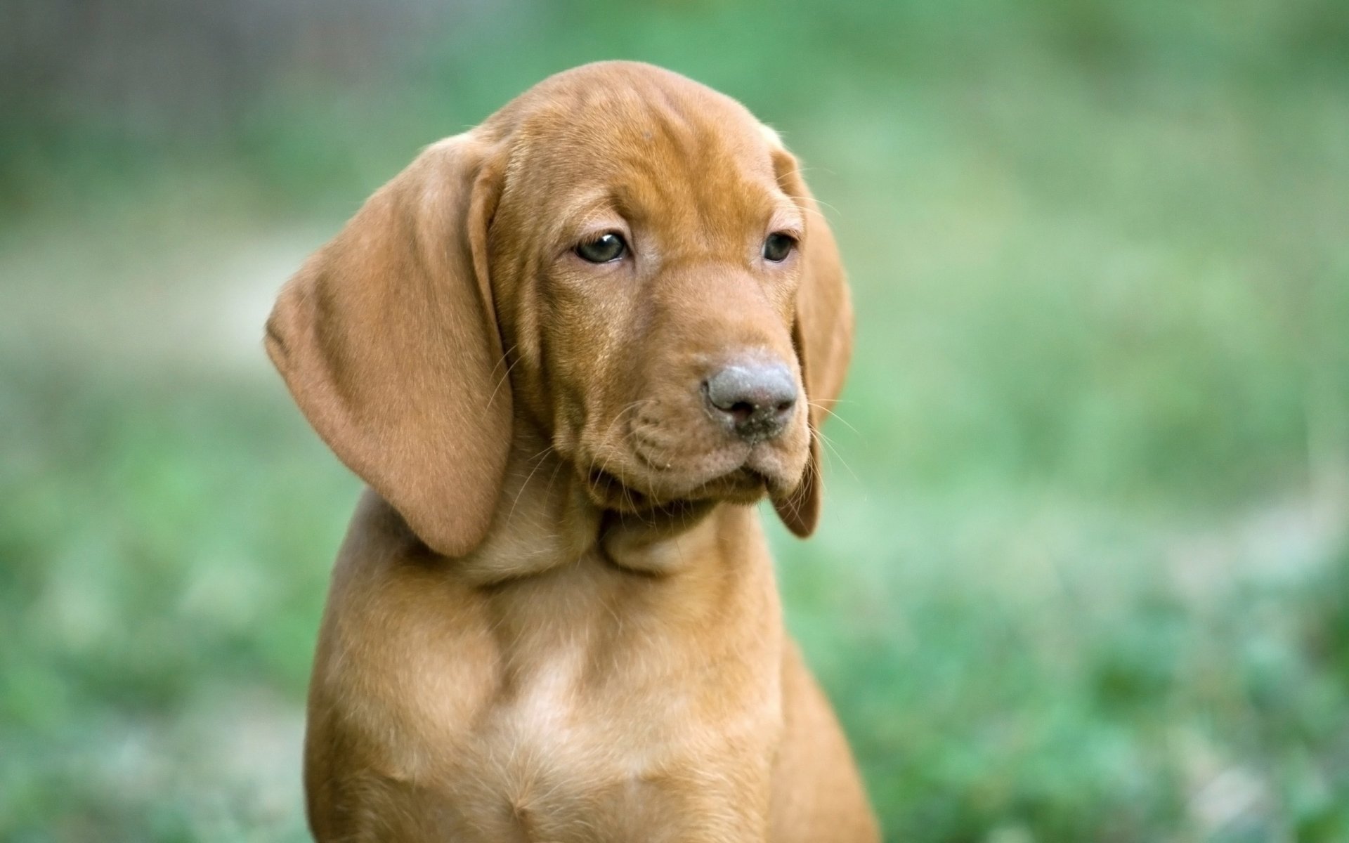 hund welpe ungarische gequetscht