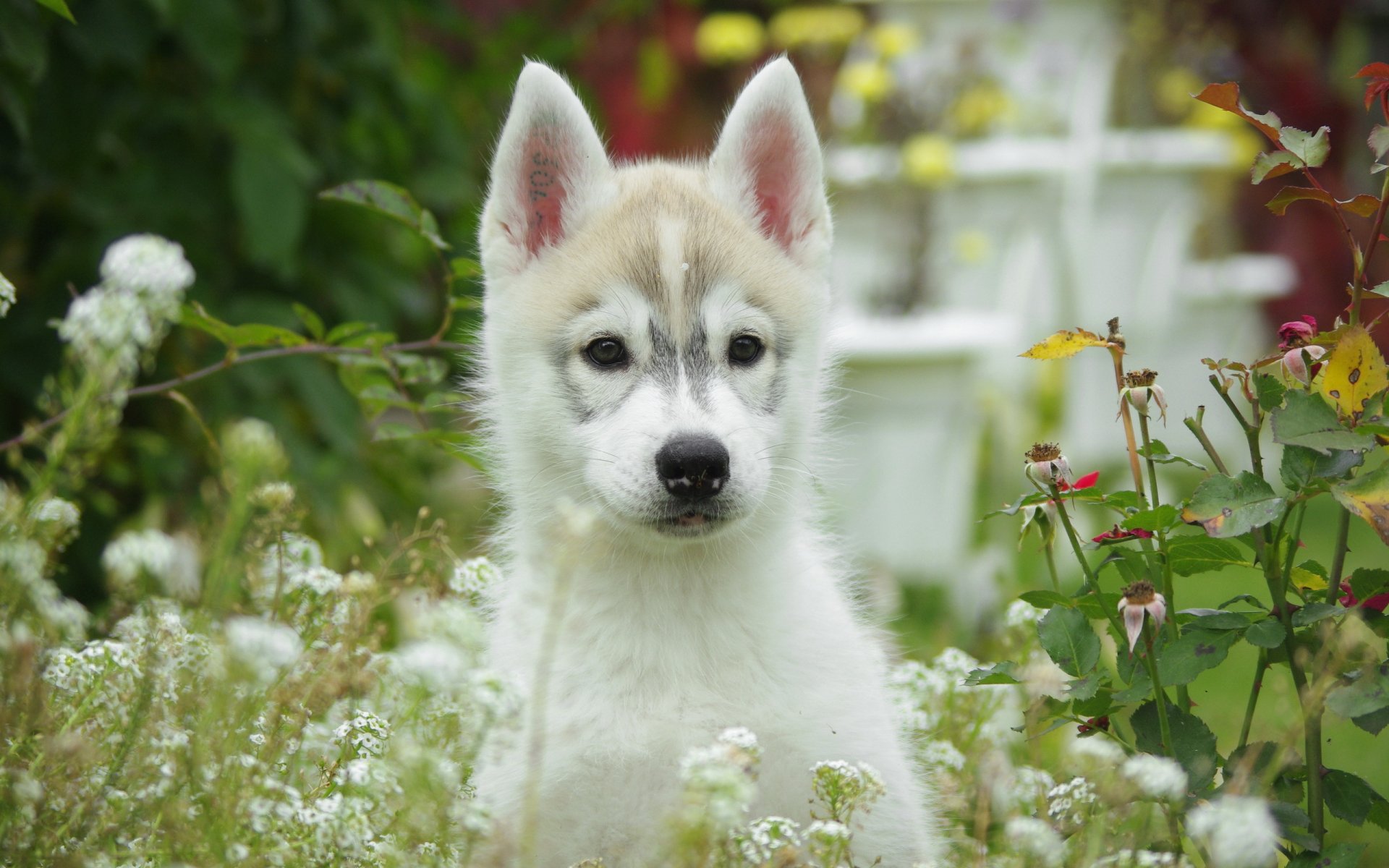 chien chiot fleurs