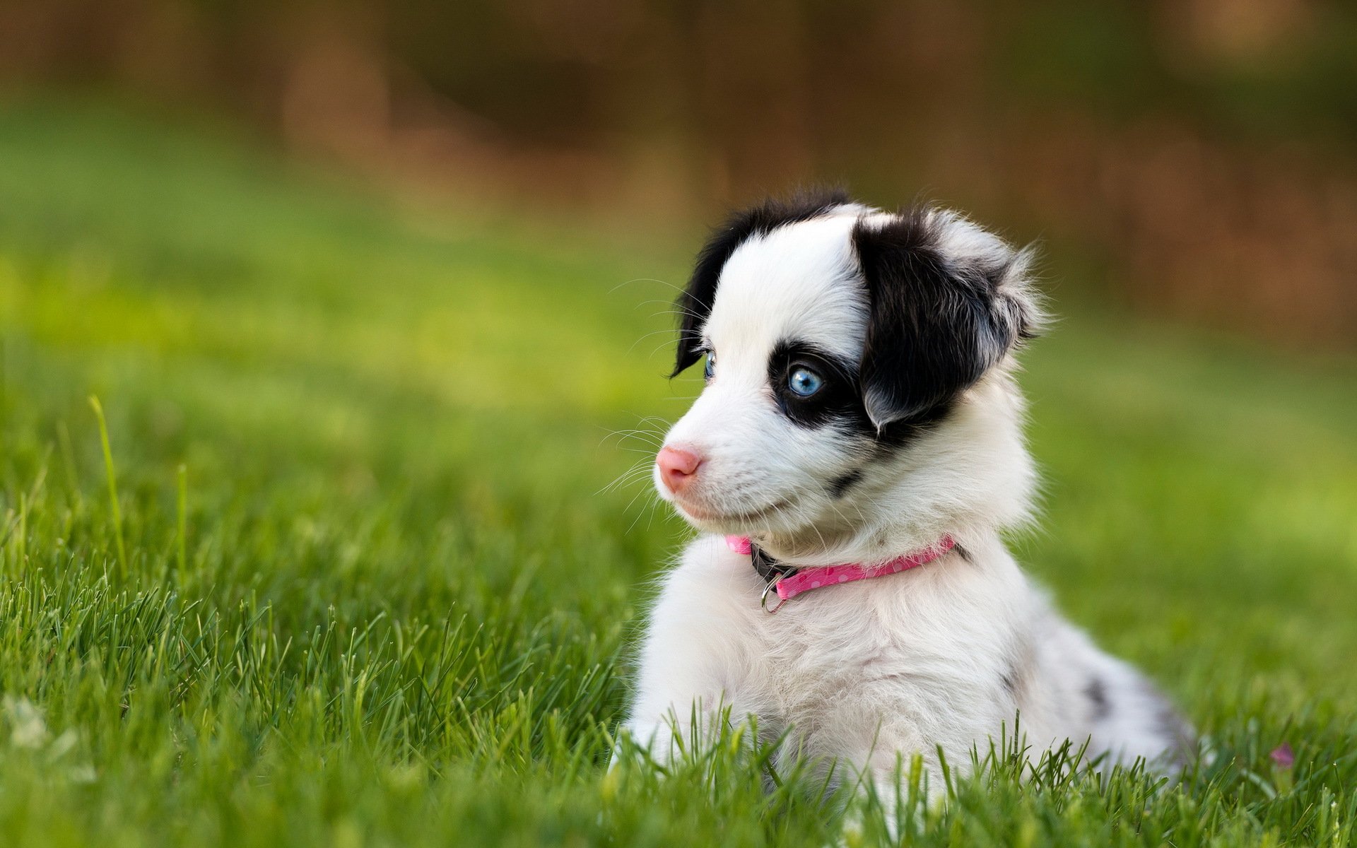 dog puppy nature