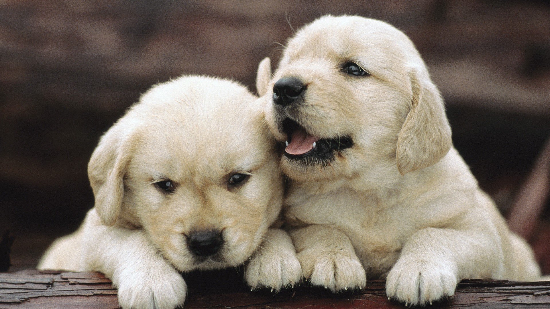 chiots amis animaux