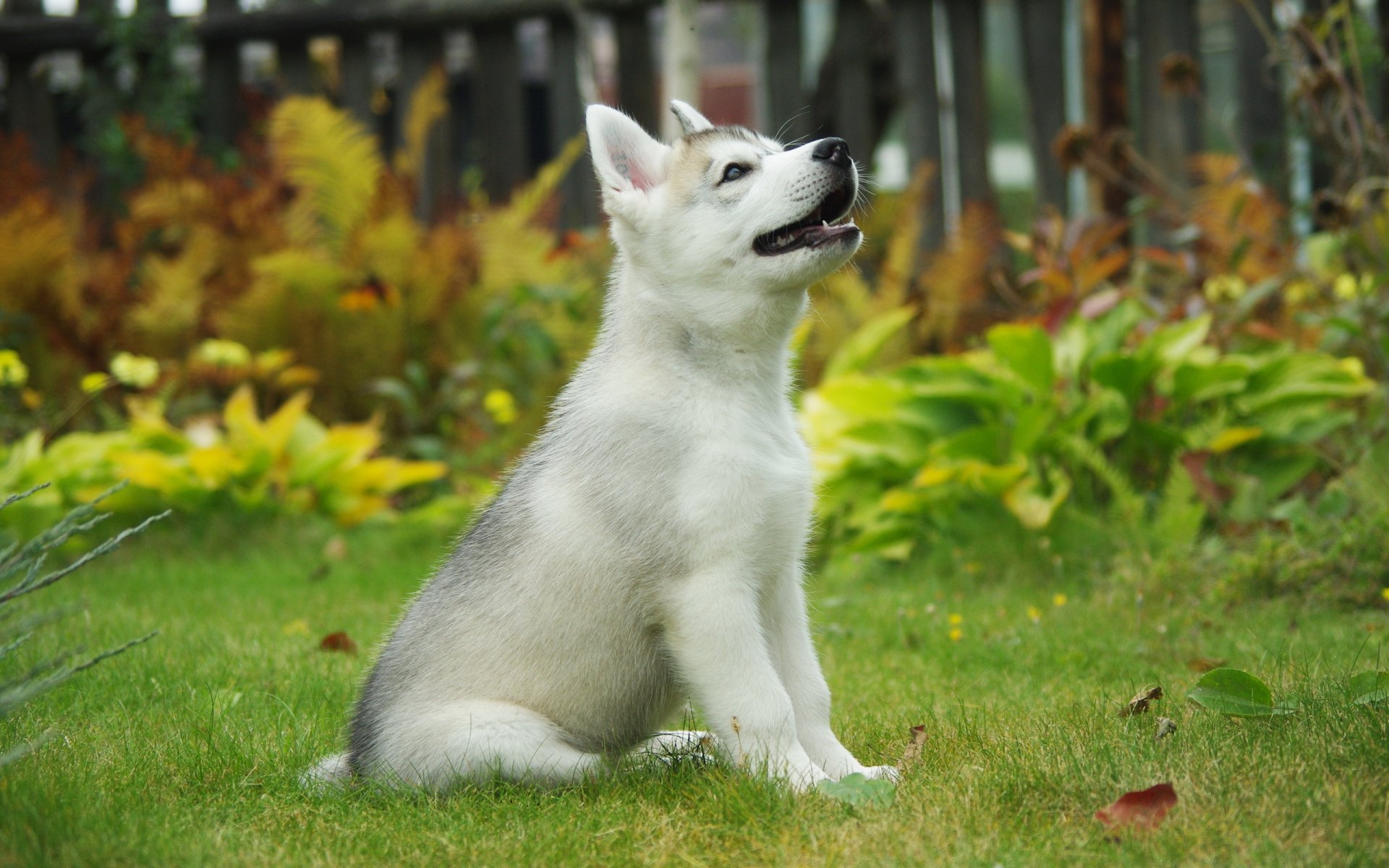 perro cachorro fondo husky siberiano