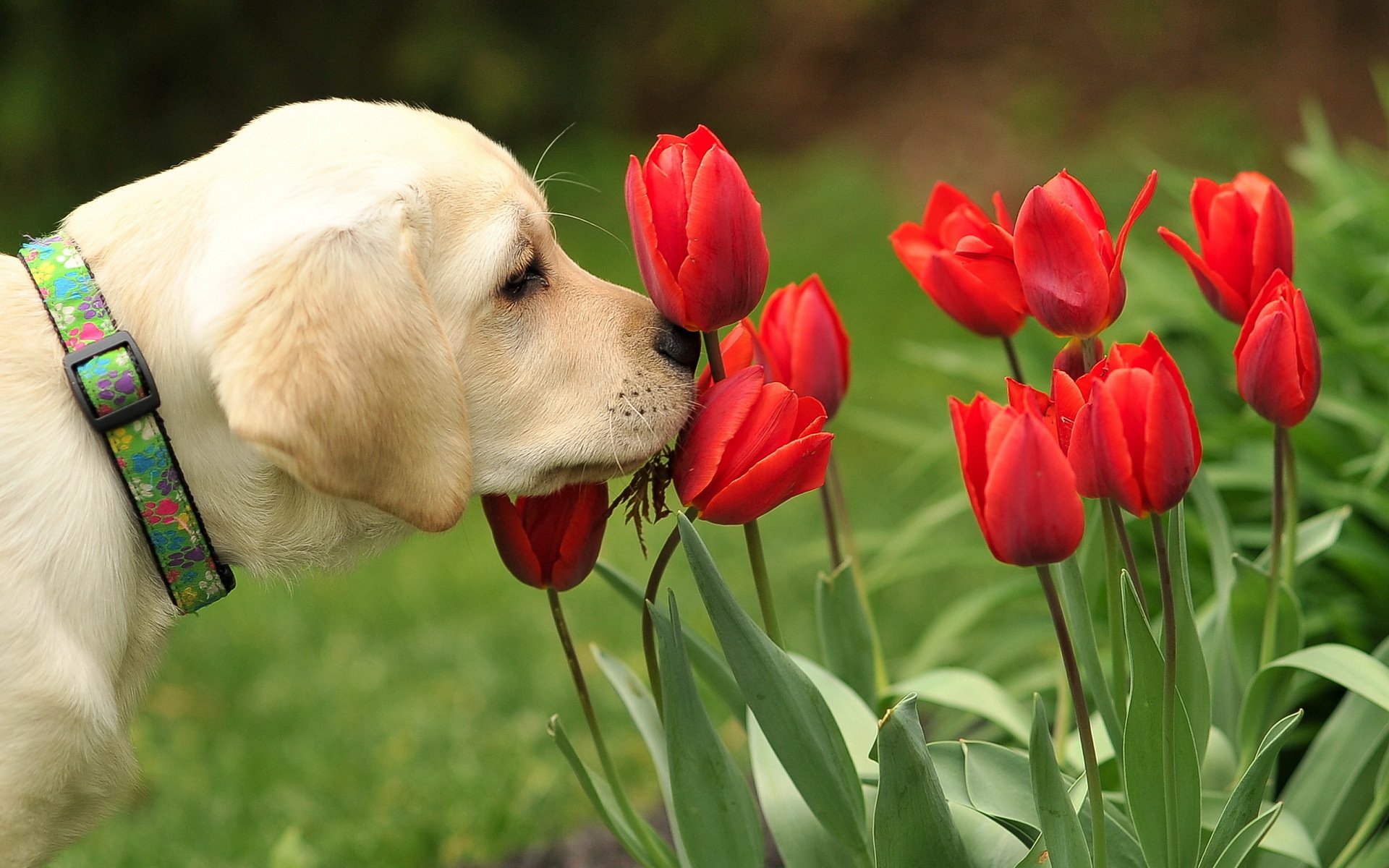 chien fleurs nature