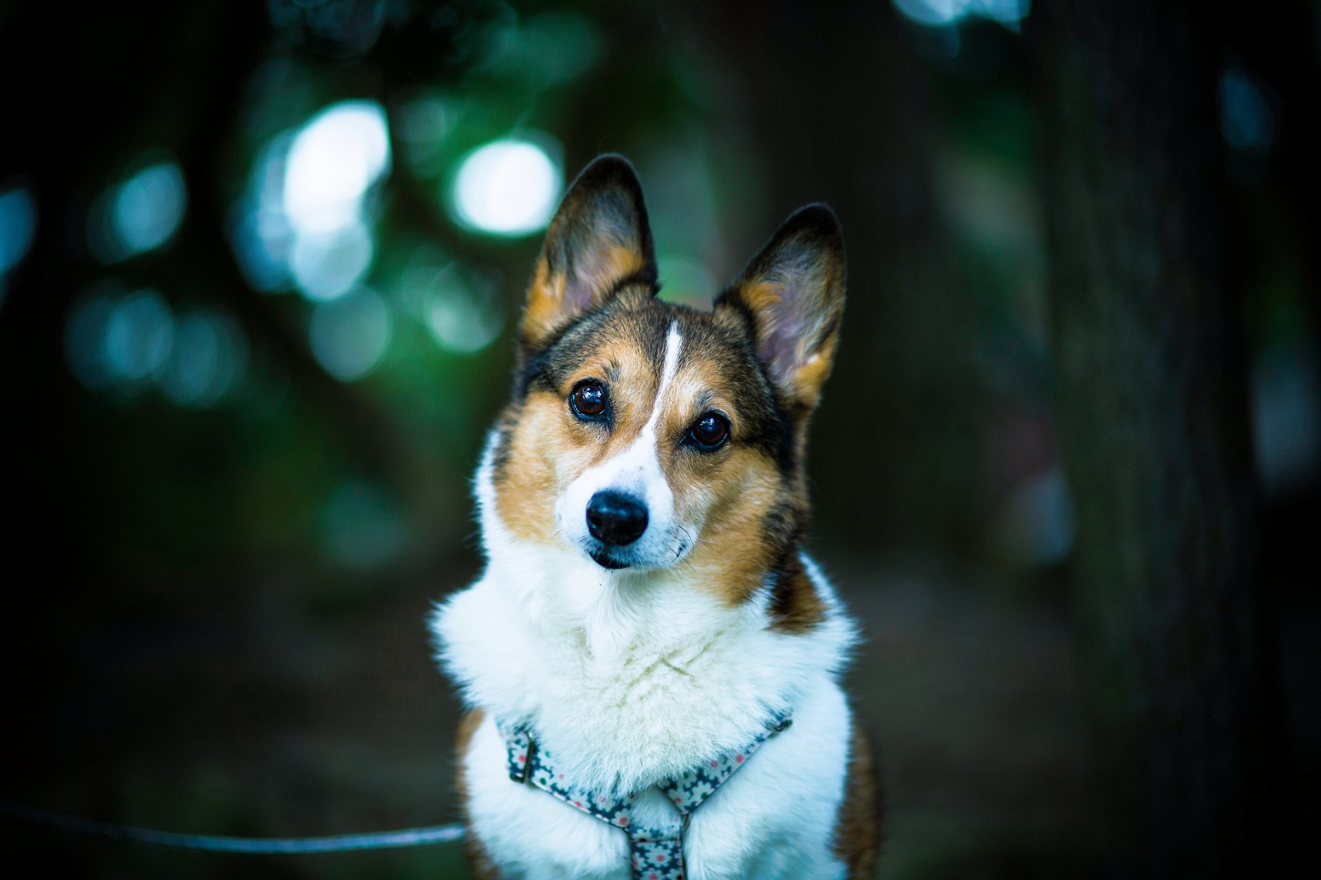 welsh corgi hund freund blick bokeh