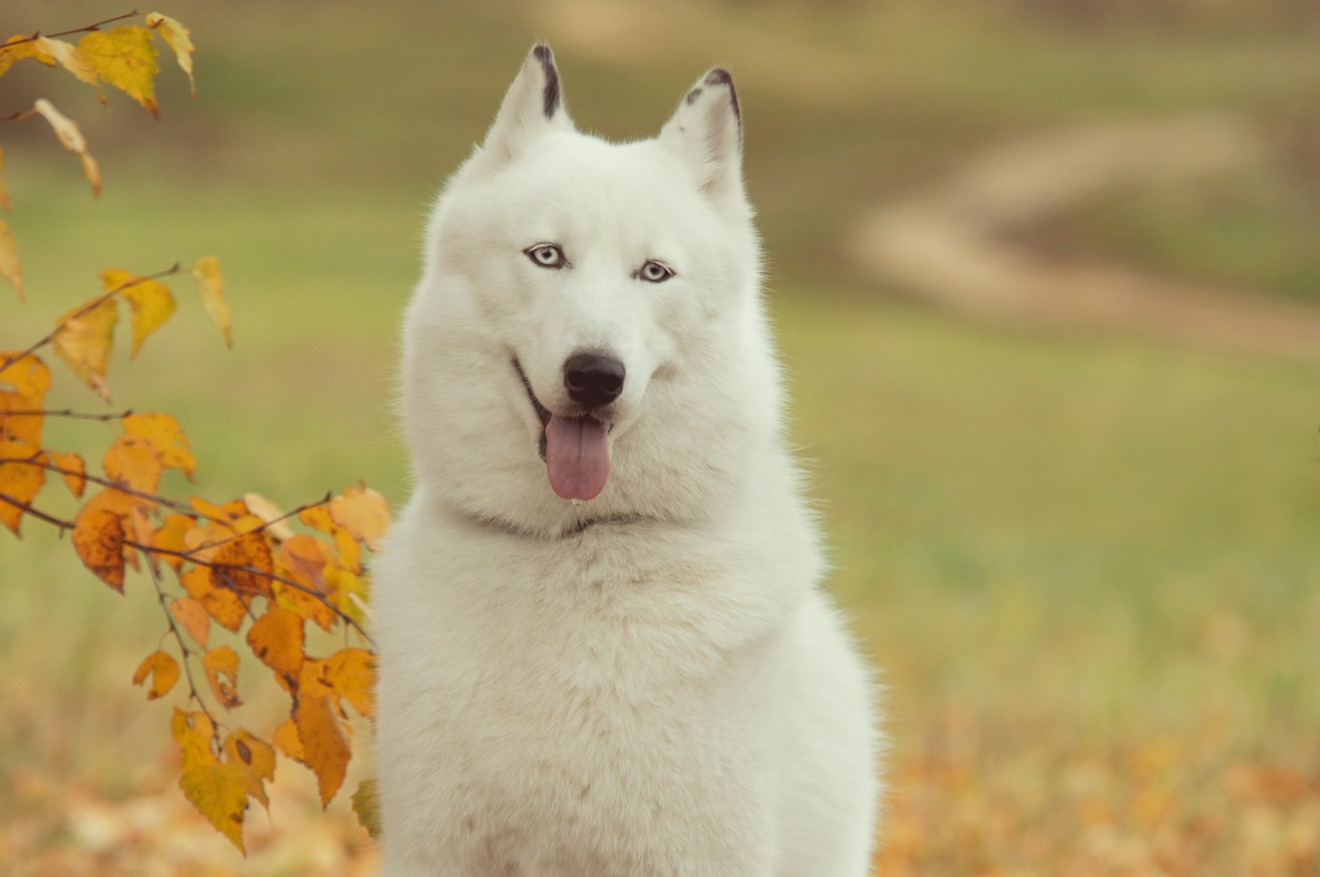 sibérien husky tim chien ami humain langue papier peint