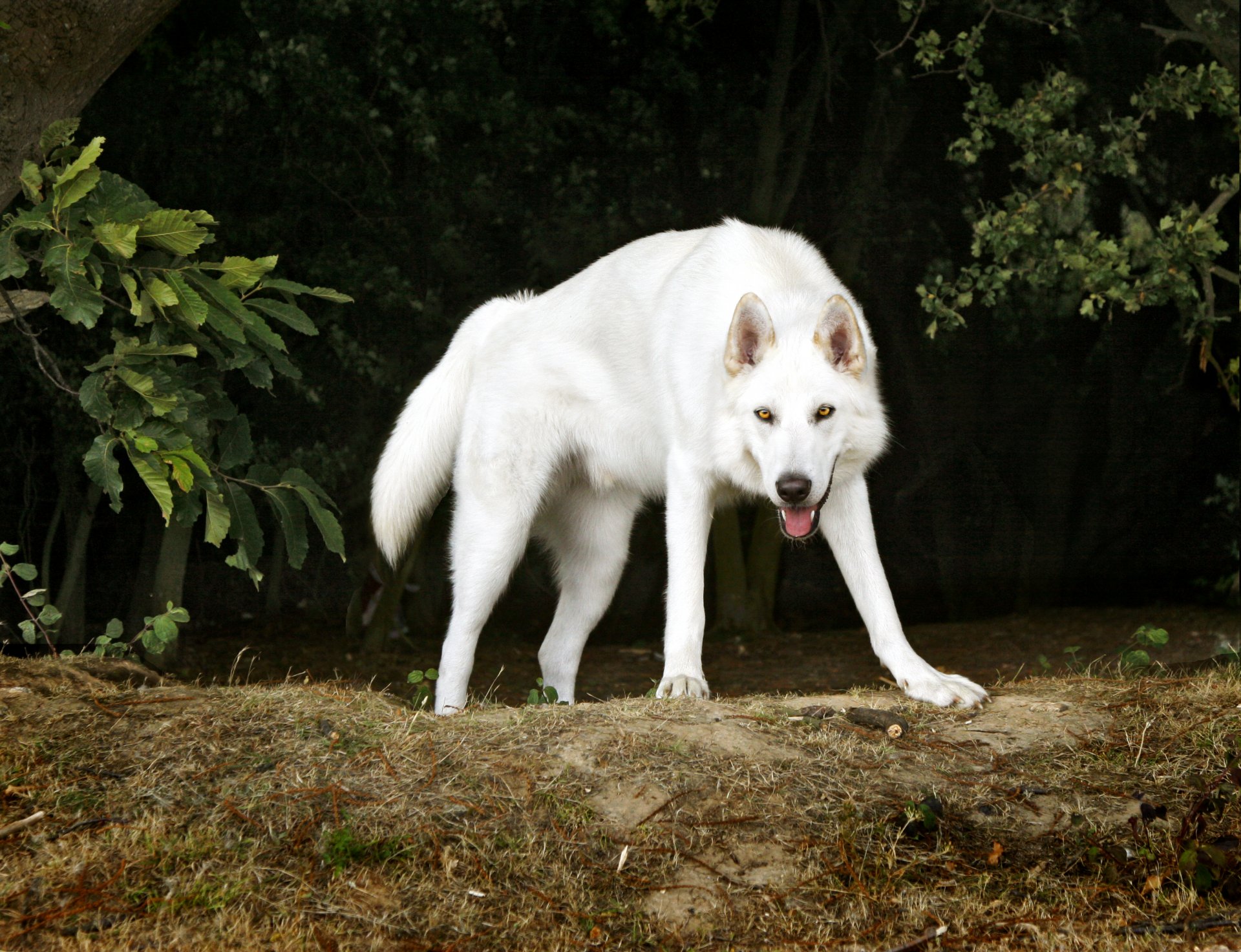 nördlicher inuit hund hund freund weiß bäume