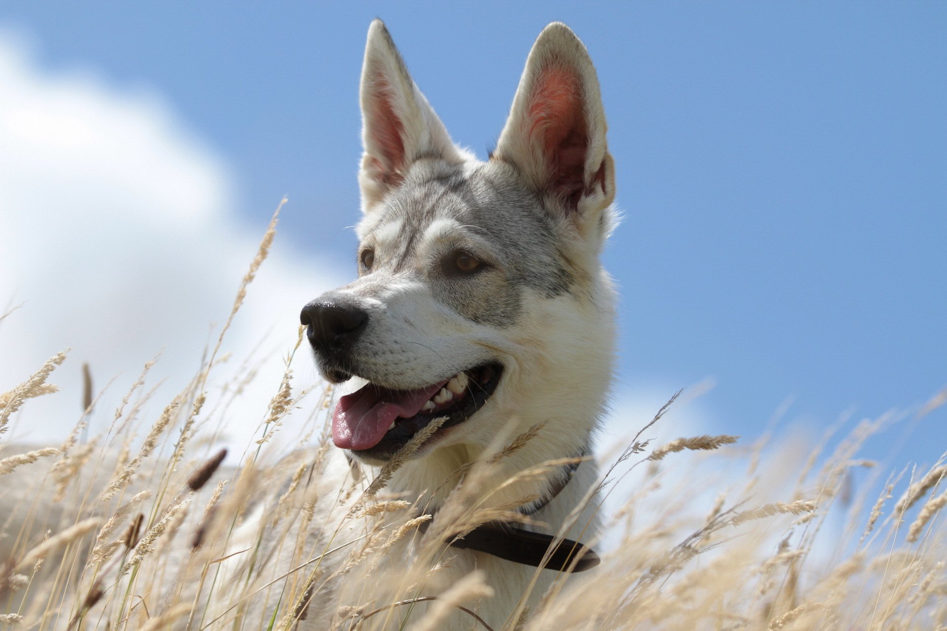 chien été ciel herbe fond