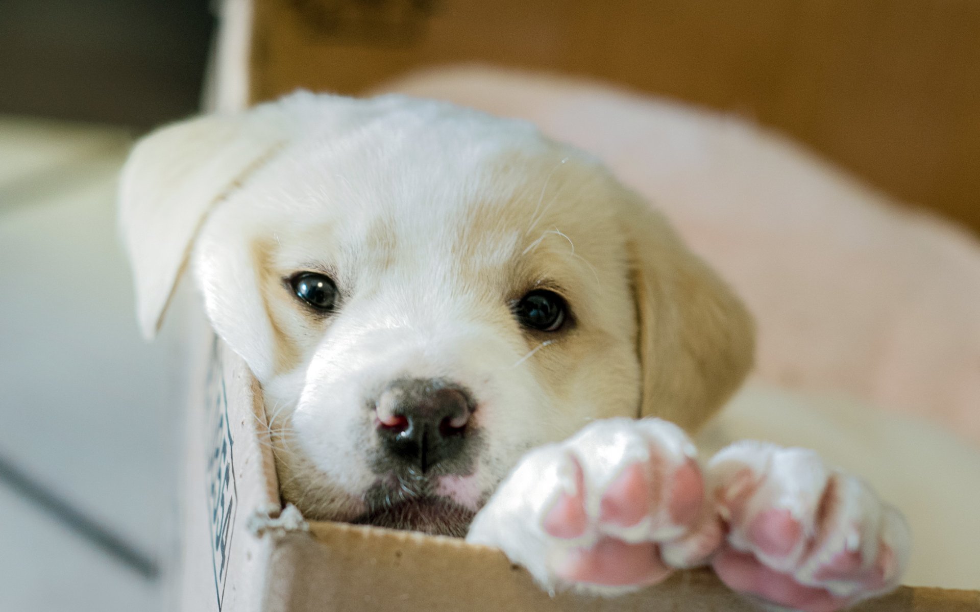 cane cucciolo scatola