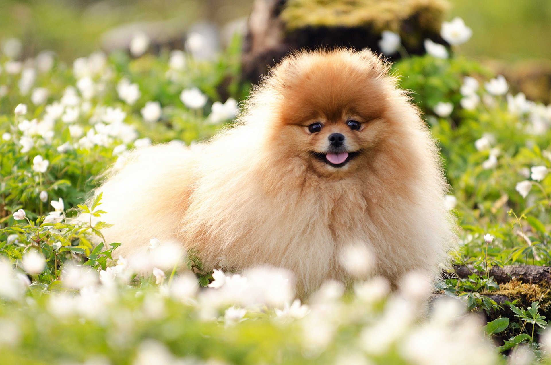 chien été fleurs