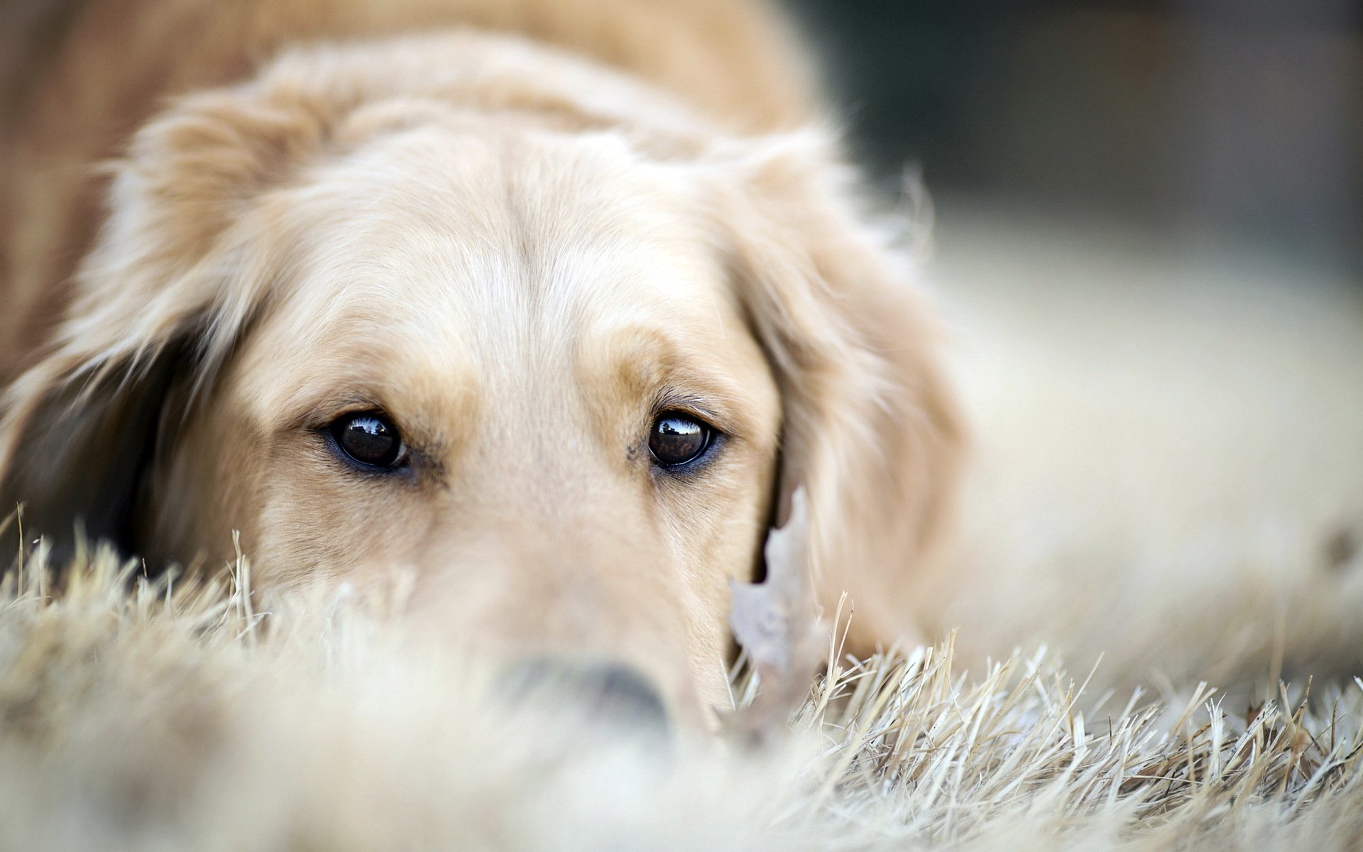 cane amico retriever