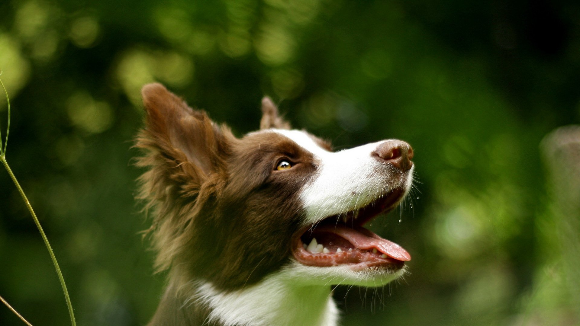 dog summer background