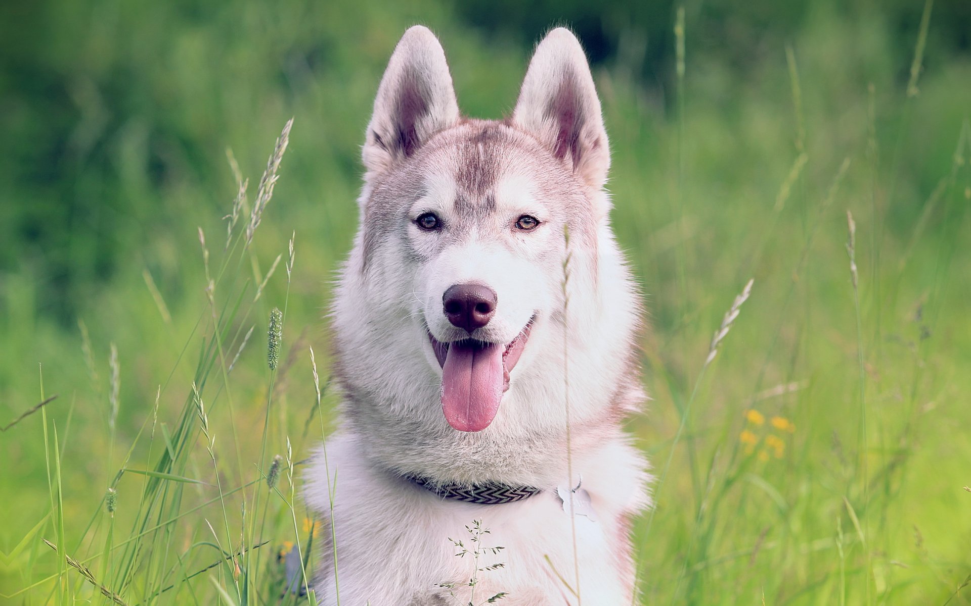 chien husk sibérien fond