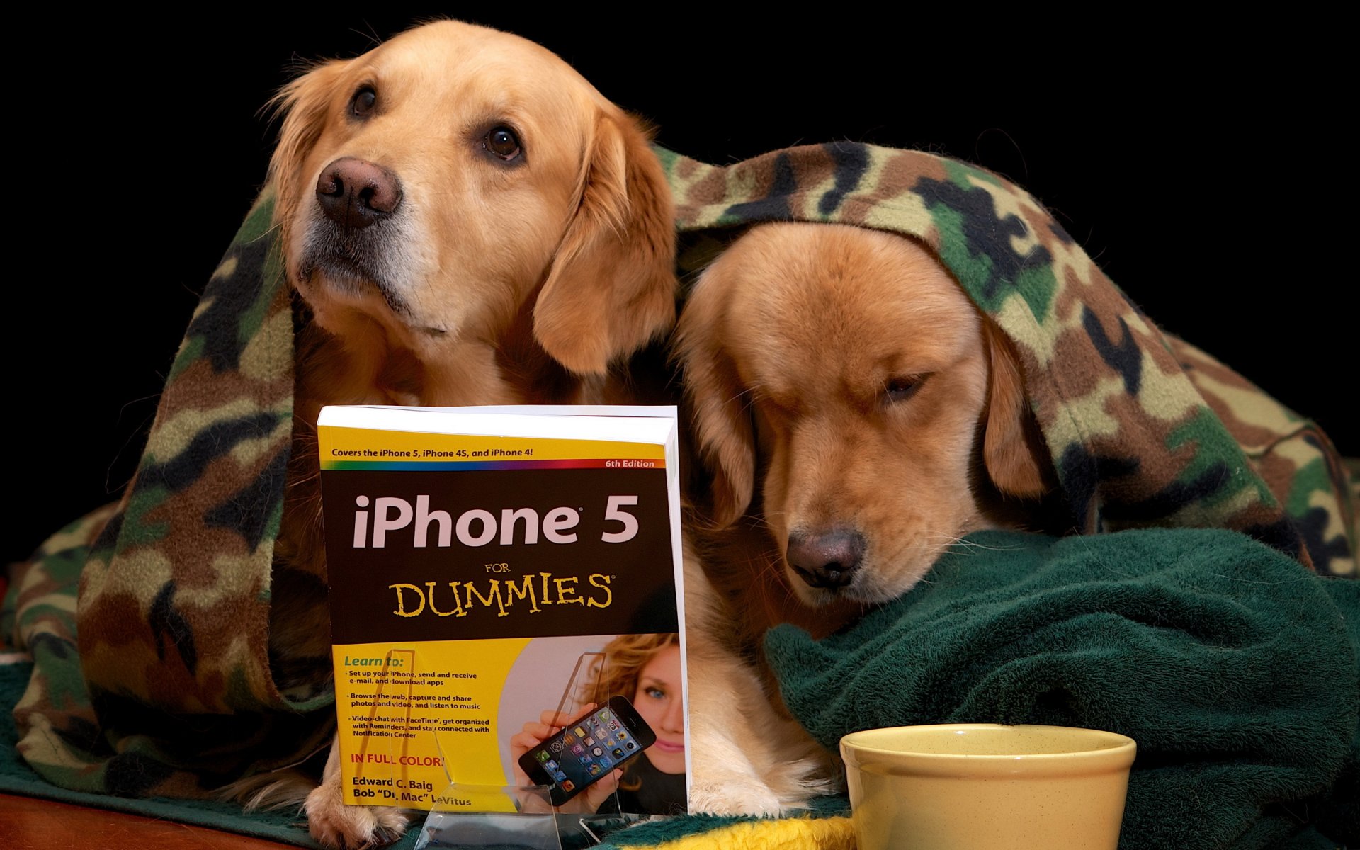 perros libro lección