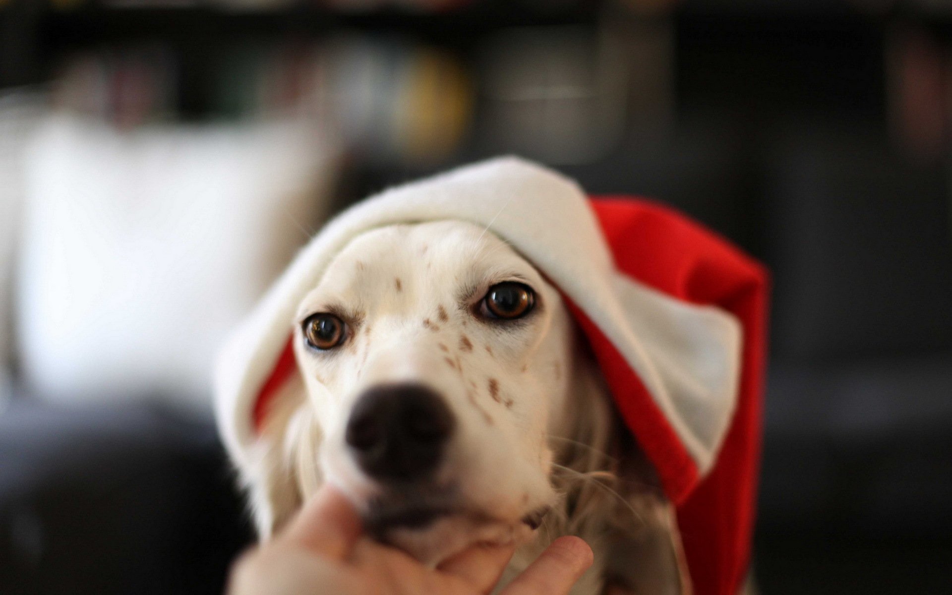dog holiday background