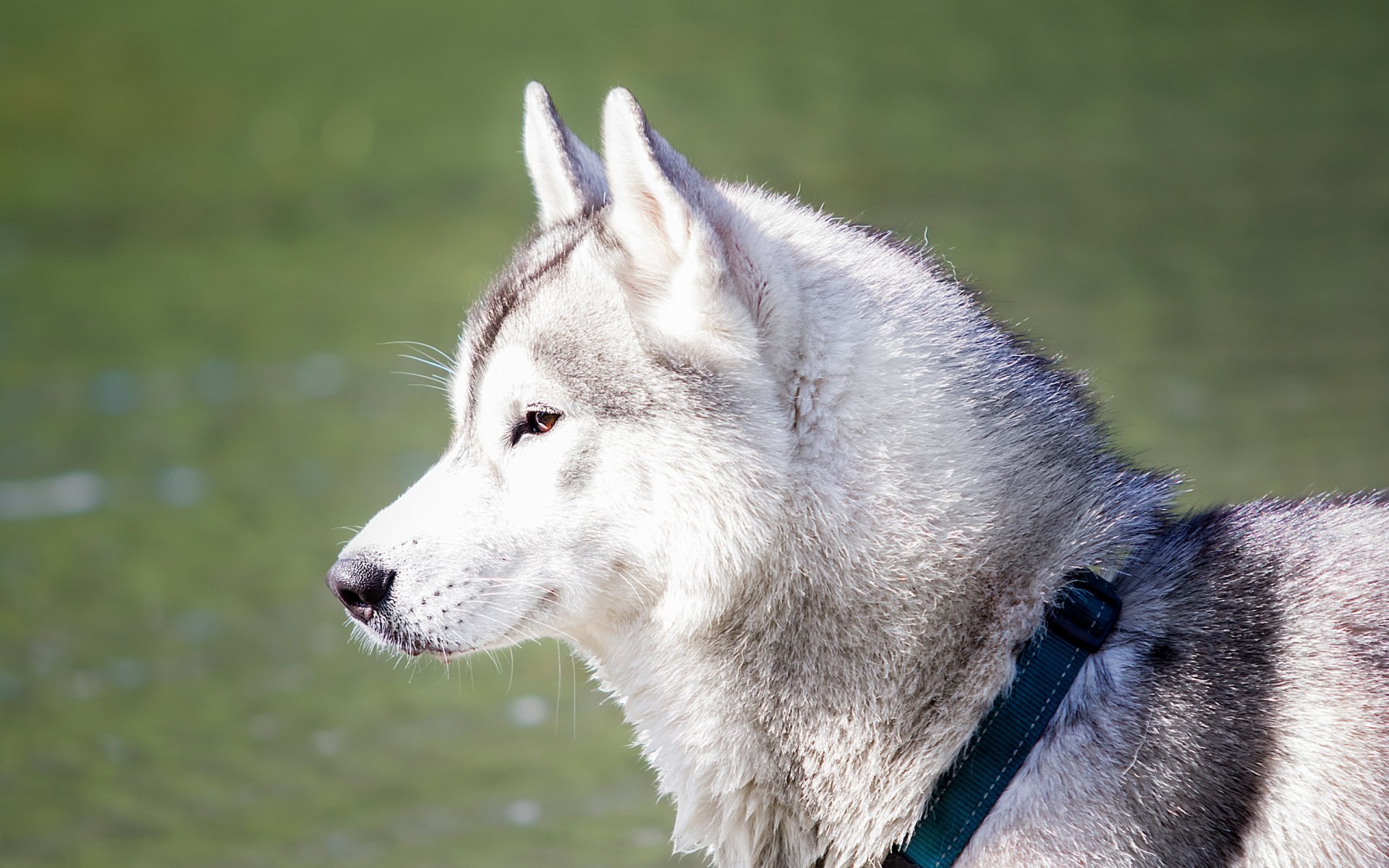perro husky sueño