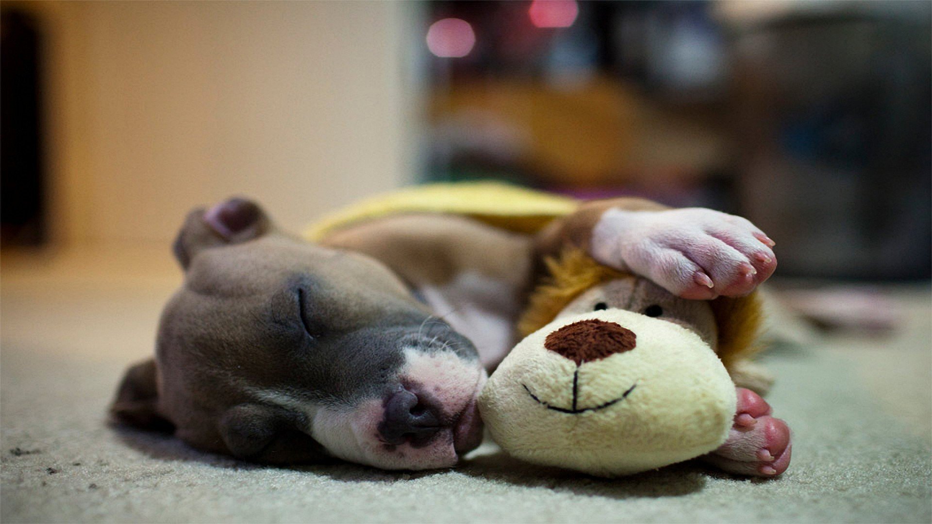 chien sommeil repos jouet