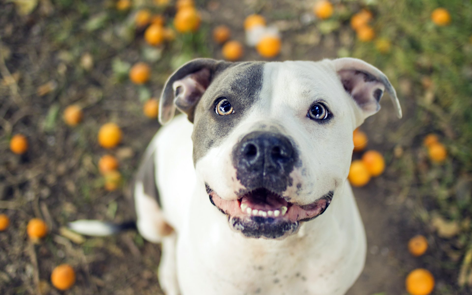 chien pitbull ami