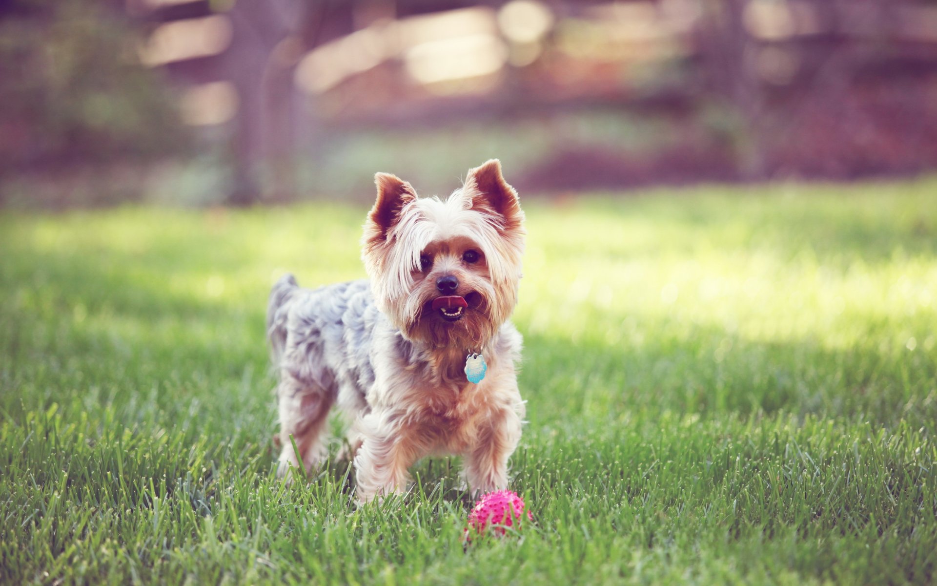 terrier perro hierba pelota