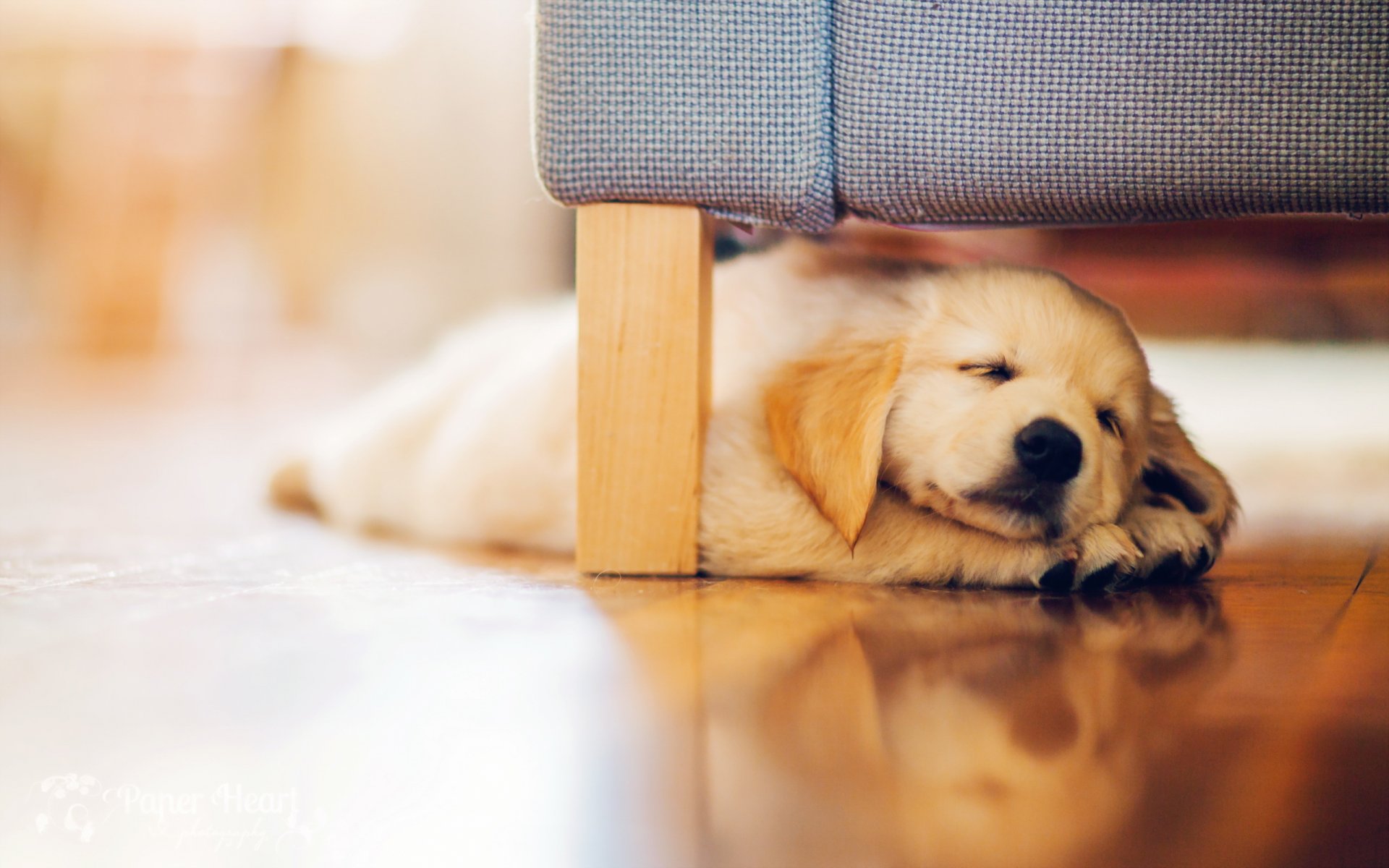 perro cachorro retriever