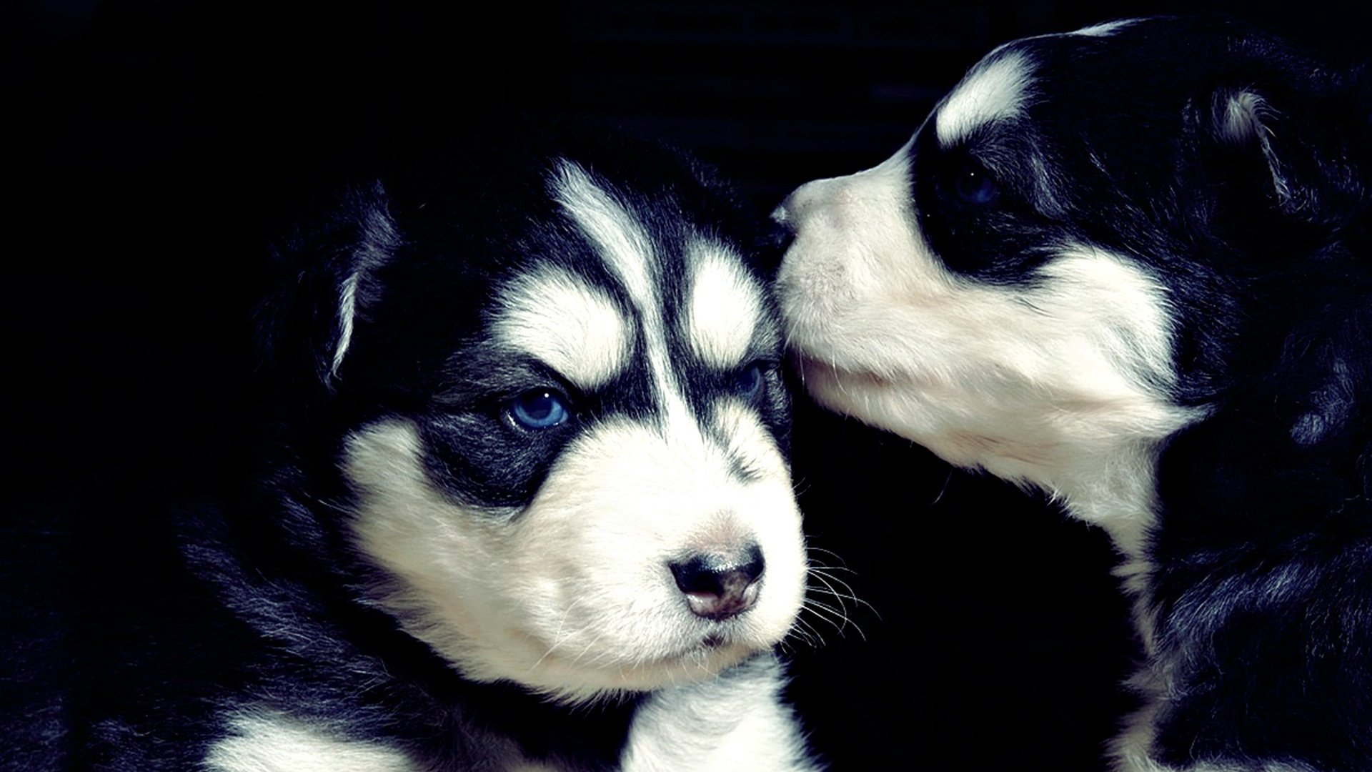 cachorros husky