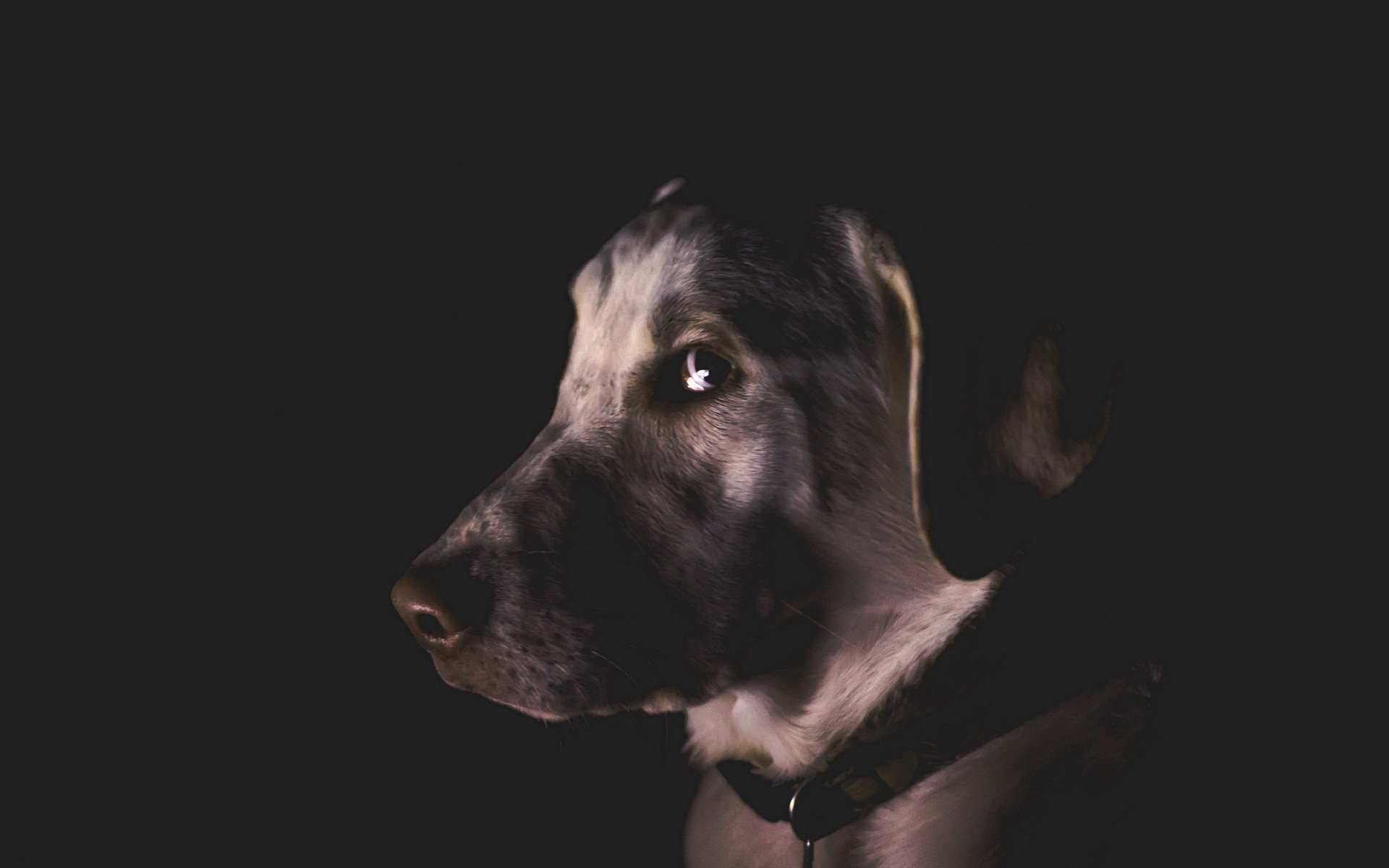 hund blick freund