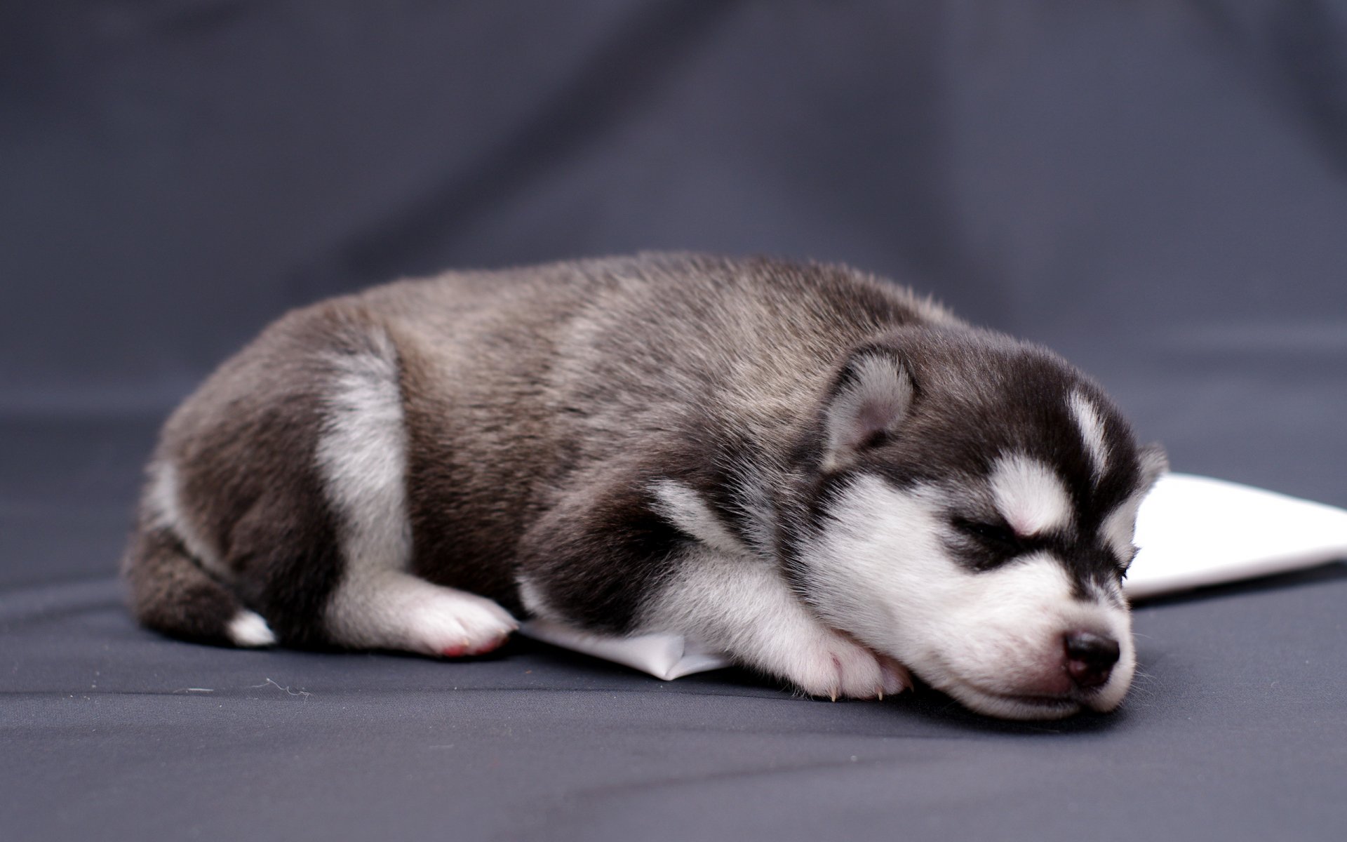 perro cachorro fondo