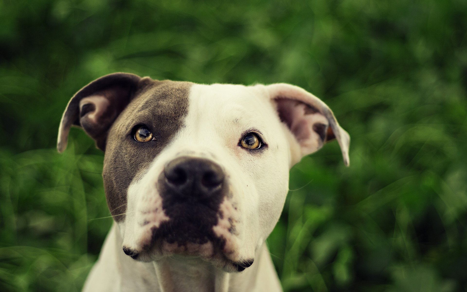 dog pitbull other