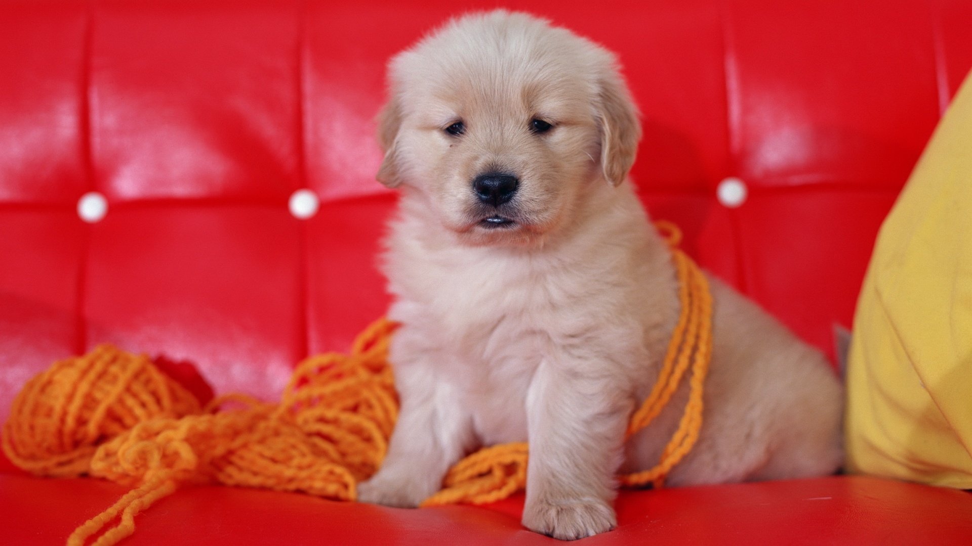 dog puppy sofa red thread yarn muzzle sitting