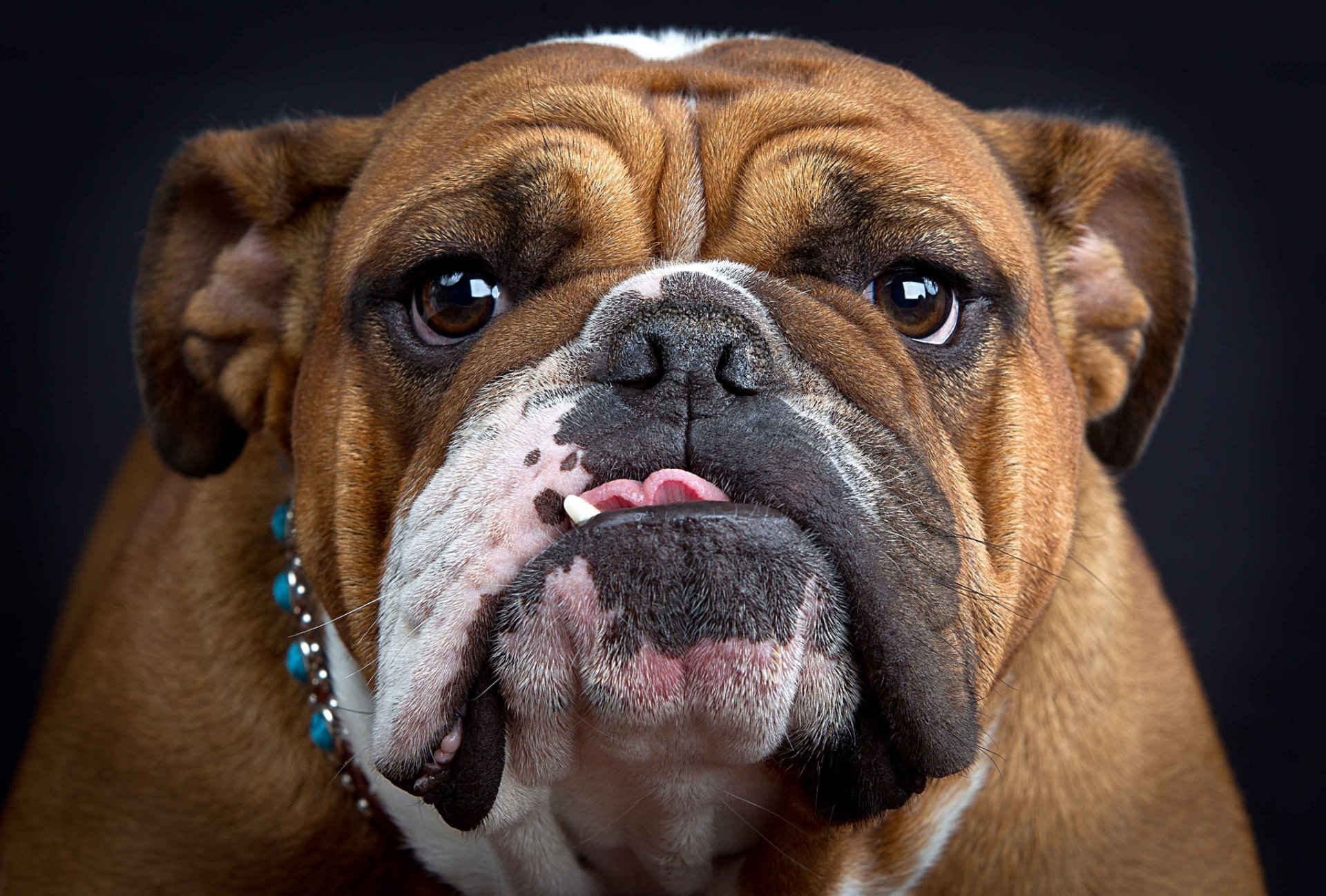 bulldogge schnauze zunge