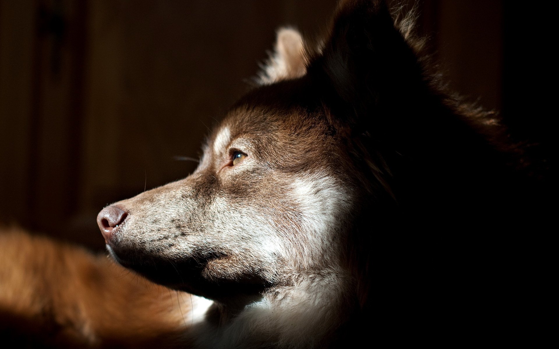 cane sguardo amico